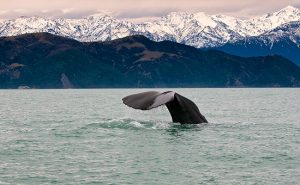 Things to Do in Kaikoura New Zealand - Whale Watching Tours