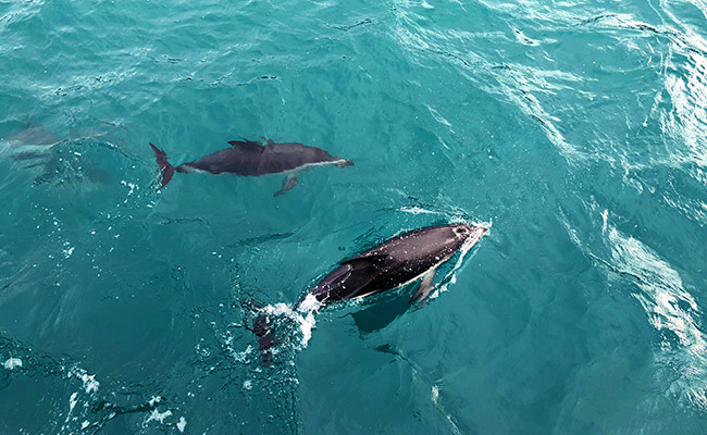 Things to Do in Kaikoura New Zealand - Swimming with Dolphins