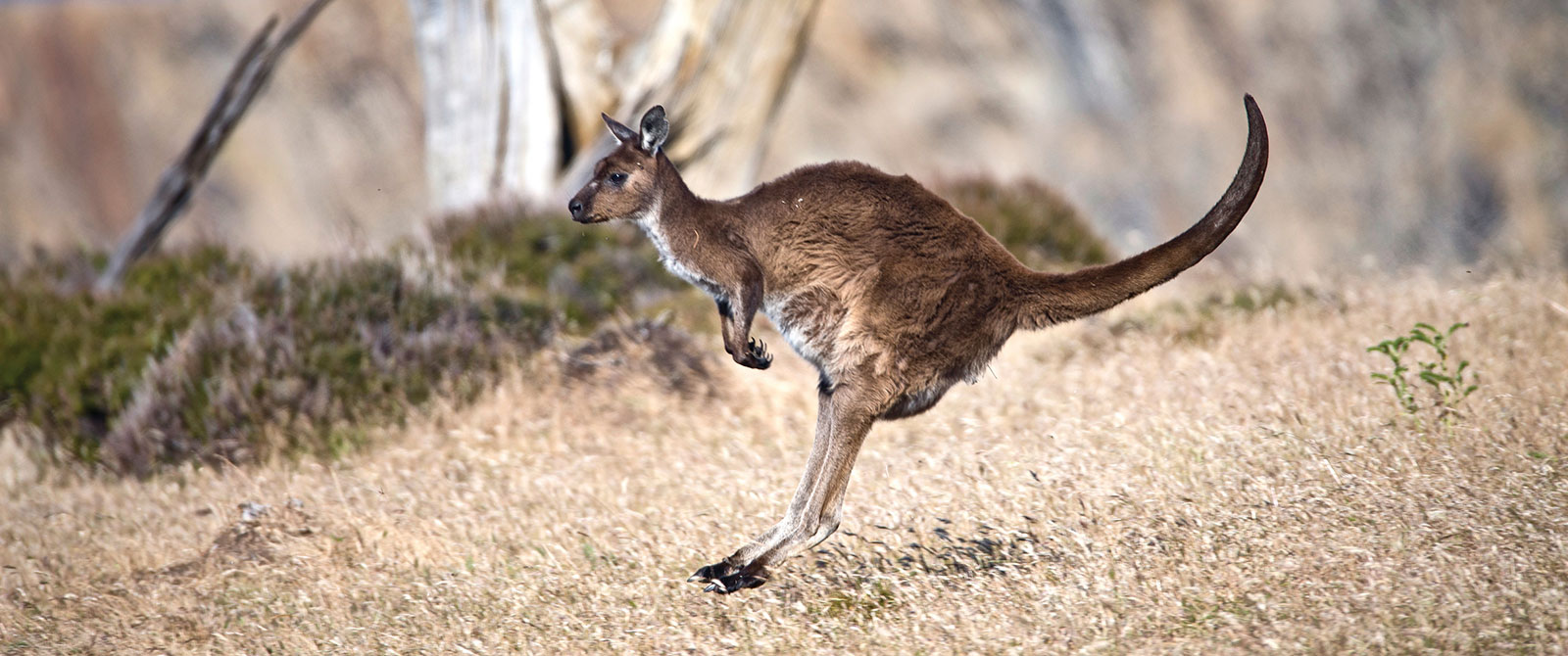 Kangaroo Hopping at Snellings Beach - Exceptional Kangaroo Island Wildlife Tours