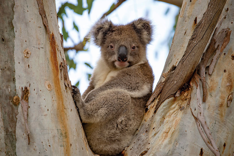 Wild Koala - Flinders Chase National Park - Exceptional Kangaroo Island Wildlife Tours