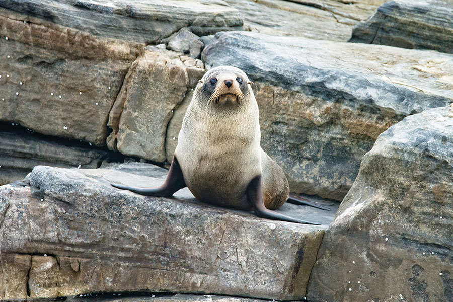 Fur Seal at Admirals Arch - Exceptional Kangaroo Island Wildlife Tours