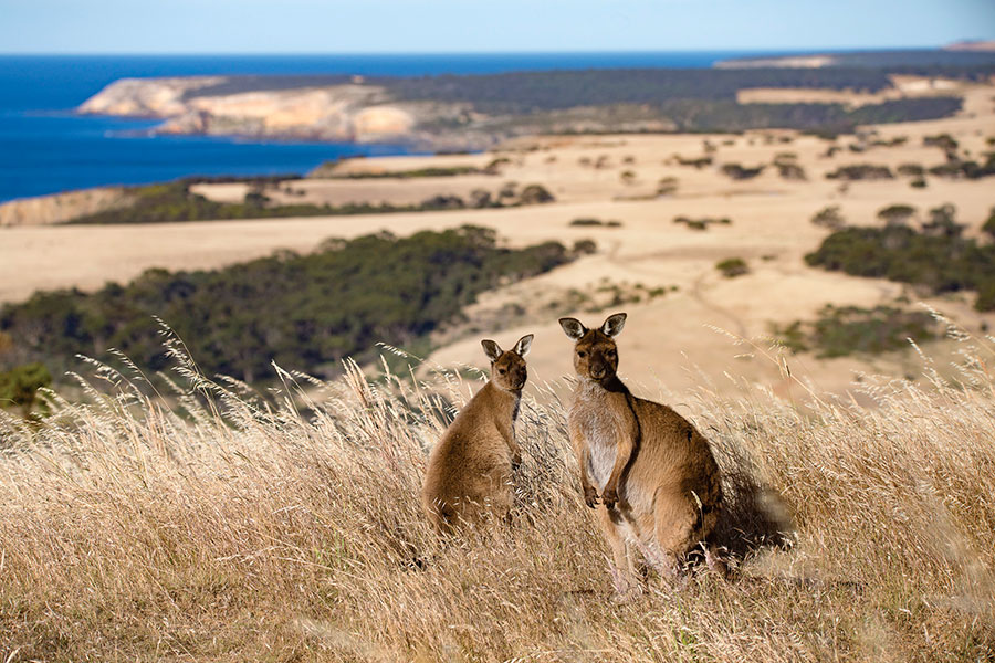 Kangaroos at Snellings Beach - Exceptional Kangaroo Island Wildlife Tours