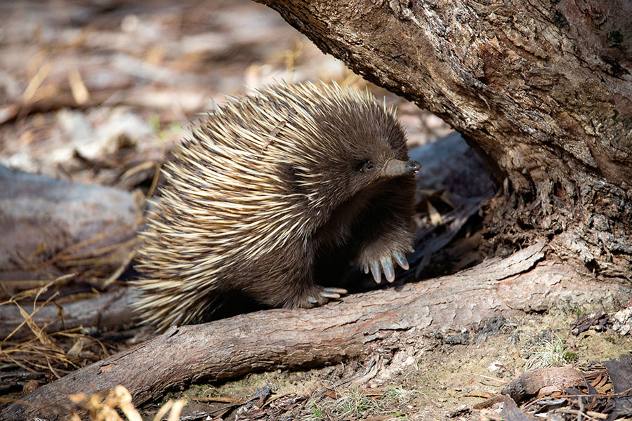 Echidna in Flinders Chase National Park - Exceptional Kangaroo Island Wildlife Tours