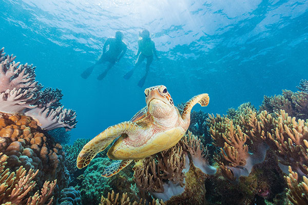 Turtle Great Barrier Reef Australia