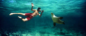 Swimming With Sea Lions - Best Travel Agency - Australia, New Zealand, Fiji, Tahiti, Cook Islands