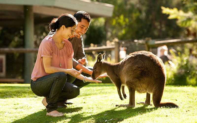 Couple Feeding Kangaroos at Healesville Sanctuary Melbourne