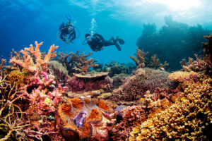 Diving amongst colorful corals in the Great Barrier Reef