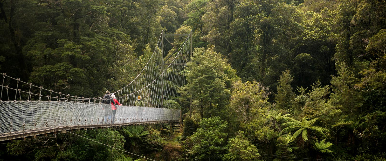 Hollyford Track New Zealand - Swing Bridge Through Native Rainforest