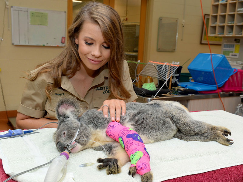 Bindi Irwin visiting at koala at Australia Zoo Wildlife Hospital