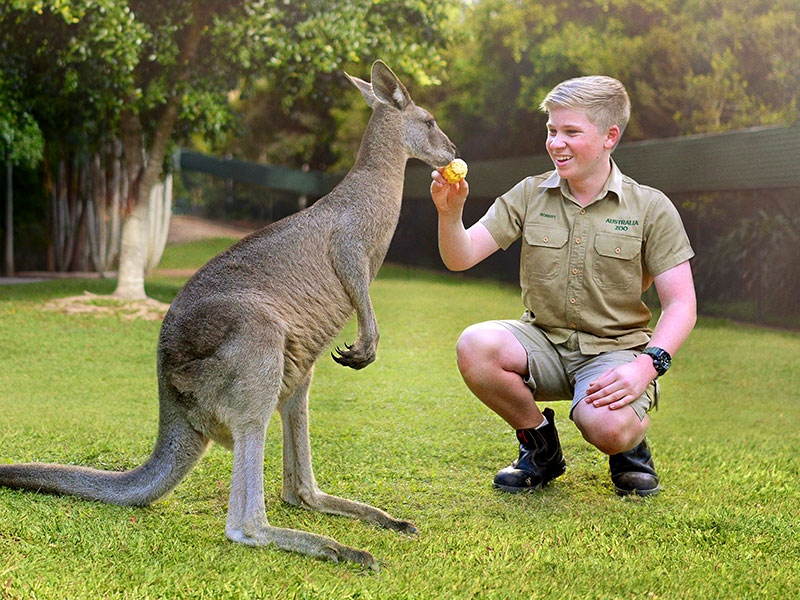 Robert Irwin feeding a kangaroo at Australia Zoo