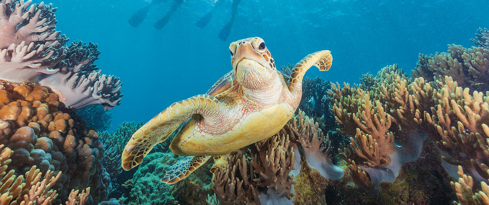 Sea Turtle in the Great Barrier Reef, Australia