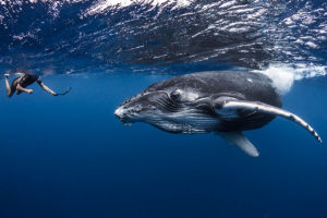 Where to Travel 2020 - Swimming with Humpback Whales in Moorea