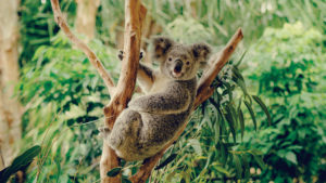 Travel to Australia - Koala in a Tree on Kangaroo Island