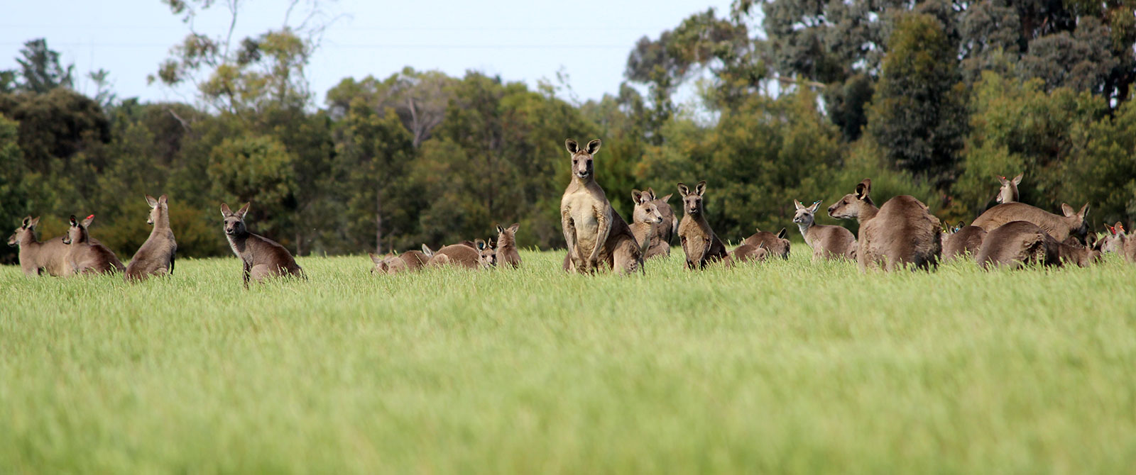 Wild Kangaroos in Australia - Echidna Walkabout Nature Tours, Melbourne