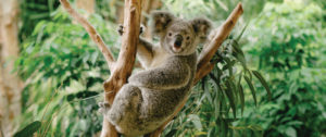 Koala on Hamilton Islan - Australia Luxurious Reef and Beach Escape